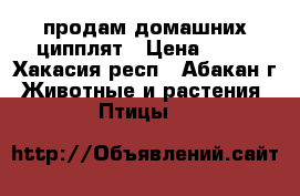 продам домашних ципплят › Цена ­ 80 - Хакасия респ., Абакан г. Животные и растения » Птицы   